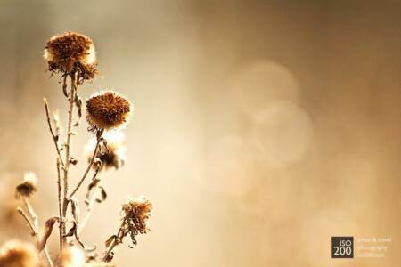 Splendid Isolation - dead flowers, Dundee Houff graveyard, Scotland