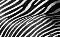 Photo blog photo: 'Natural stripes'