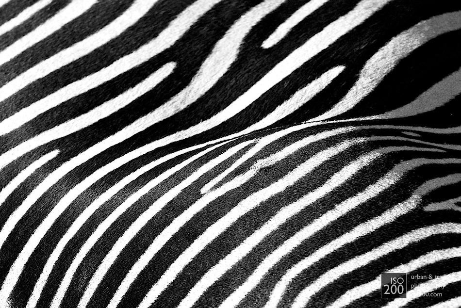 Detail of the stripes on the back of a Grevy's zebra at the Edinburgh Zoo.