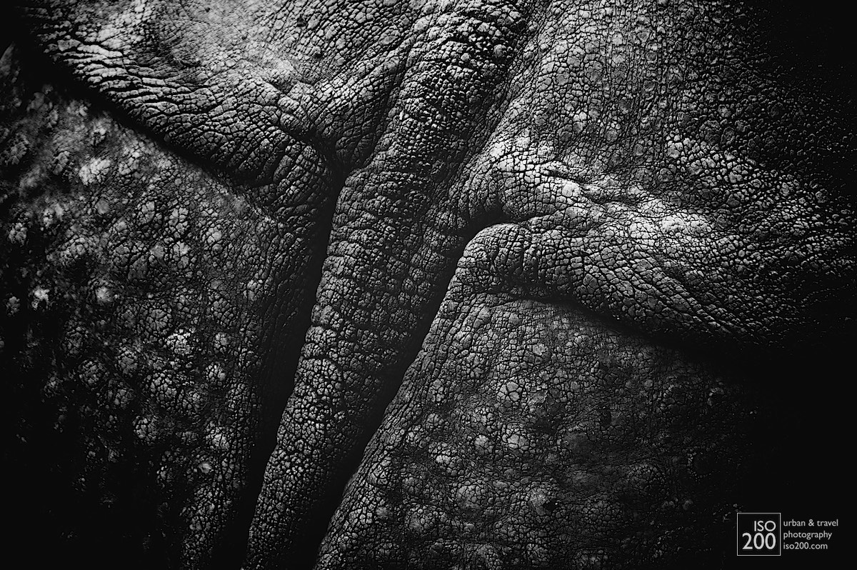 Close-up of an Indian rhinoceros at the Edinburgh Zoo.