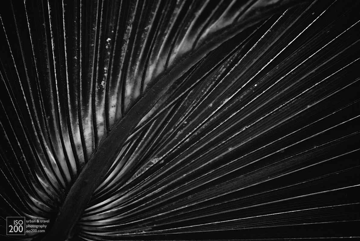 
Black and white photo of a palm tree leaf.