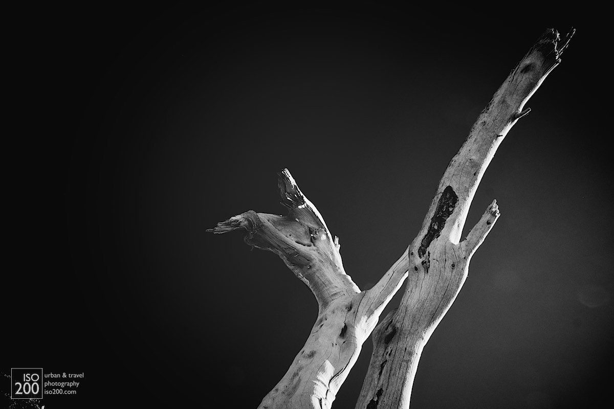
Semi-abstract black and white photo of a tree stripped bare of bark by sun sea and salt.